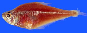 Media type: image; Ichthyology 21360